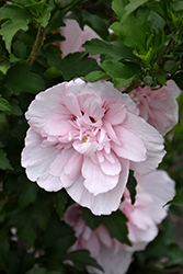 Pink Chiffon Rose of Sharon (Hibiscus syriacus 'JWNWOOD4') at Valley View Farms