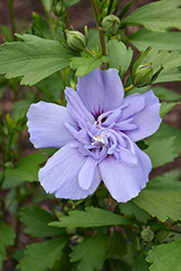 Blue Chiffon Rose of Sharon (Hibiscus syriacus 'Notwoodthree') at Valley View Farms