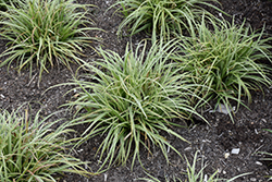 Silver Sceptre Variegated Japanese Sedge (Carex morrowii 'Silver Sceptre') at Valley View Farms