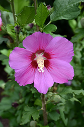 Violet Satin Rose of Sharon (Hibiscus syriacus 'Floru') at Valley View Farms