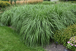 Cayenne Fountain Grass (Pennisetum alopecuroides 'Cayenne') at Valley View Farms