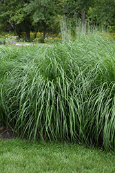Etouffee Fountain Grass (Pennisetum alopecuroides 'Etouffee') at Valley View Farms