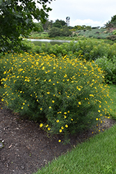 Tickseed (Coreopsis verticillata) at Valley View Farms