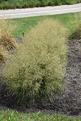 Golden Dew Tufted Hair Grass (Deschampsia cespitosa 'Goldtau') at Valley View Farms