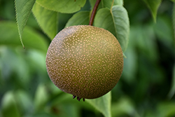 Hosui Asian Pear (Pyrus pyrifolia 'Hosui') at Valley View Farms