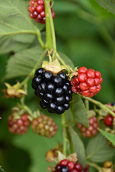 Triple Crown Blackberry (Rubus 'Triple Crown') at Valley View Farms