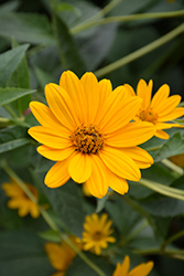 False Sunflower (Heliopsis helianthoides) at Valley View Farms