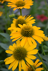 Kismet Yellow Coneflower (Echinacea 'TNECHKY') at Valley View Farms