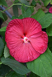Luna Red Hibiscus (Hibiscus moscheutos 'Luna Red') at Valley View Farms