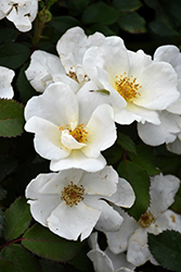 White Knock Out Rose (Rosa 'Radwhite') at Valley View Farms
