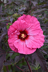 Inner Glow Hibiscus (Hibiscus 'Inner Glow') at Valley View Farms