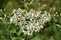 Large-leaved Aster (Eurybia macrophylla) at Valley View Farms