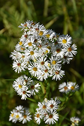 Heath Aster (Symphyotrichum ericoides) at Valley View Farms