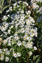 Heath Aster (Symphyotrichum ericoides) at Valley View Farms