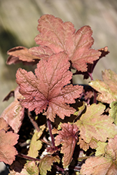 Autumn Leaves Coral Bells (Heuchera 'Autumn Leaves') at Valley View Farms