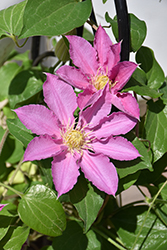 Abilene Clematis (Clematis 'Evipo027') at Valley View Farms