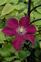 Charmaine Clematis (Clematis 'Evipo022') at Valley View Farms