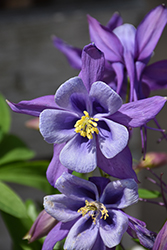 Earlybird Purple and Blue Columbine (Aquilegia 'PAS1258487') at Valley View Farms