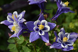 Earlybird Blue and White Columbine (Aquilegia 'PAS1258485') at Valley View Farms
