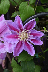 Bees' Jubilee Clematis (Clematis 'Bees' Jubilee') at Valley View Farms