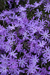 Bedazzled Lavender Phlox (Phlox 'Bedazzled Lavender') at Valley View Farms