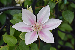 Corinne Clematis (Clematis 'Evipo063') at Valley View Farms