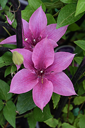 Rosalie Clematis (Clematis 'Donahros') at Valley View Farms