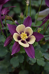 Earlybird Purple and Yellow Columbine (Aquilegia 'PAS1258488') at Valley View Farms