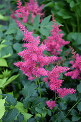 Younique Ruby Red Astilbe (Astilbe 'VersRed') at Valley View Farms