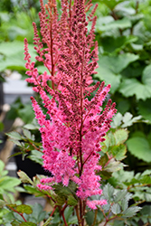 Mighty Chocolate Cherry Chinese Astilbe (Astilbe chinensis 'Mighty Chocolate Cherry') at Valley View Farms