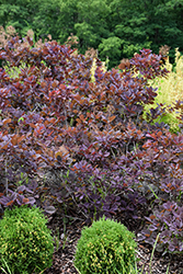 Velveteeny Purple Smokebush (Cotinus coggygria 'Cotsidh5') at Valley View Farms