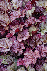 Coralberry Coral Bells (Heuchera 'Coralberry') at Valley View Farms
