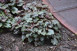 Steel City Coral Bells (Heuchera 'Steel City') at Valley View Farms
