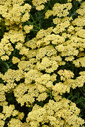 Milly Rock Yellow Yarrow (Achillea millefolium 'FLORACHYEo') at Valley View Farms