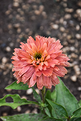 Fresco Apricot Coneflower (Echinacea 'Apricot') at Valley View Farms