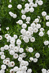 Peter Cottontail Yarrow (Achillea ptarmica 'Peter Cottontail') at Valley View Farms