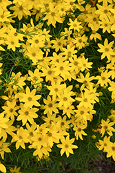 Tickseed (Coreopsis verticillata) at Valley View Farms