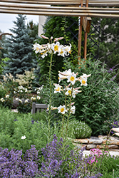 Regal Lily (Lilium regale) at Valley View Farms