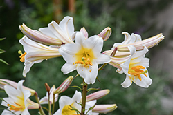 Regal Lily (Lilium regale) at Valley View Farms