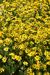 Engelmann's Daisy (Engelmannia peristenia) at Valley View Farms