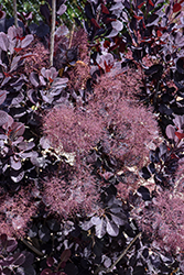 Velveteeny Purple Smokebush (Cotinus coggygria 'Cotsidh5') at Valley View Farms
