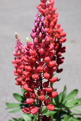 West Country Towering Inferno Lupine (Lupinus 'Towering Inferno') at Valley View Farms