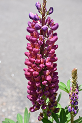 West Country Masterpiece Lupine (Lupinus 'Masterpiece') at Valley View Farms