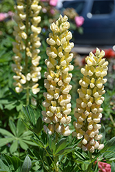 West Country Desert Sun Lupine (Lupinus 'Desert Sun') at Valley View Farms