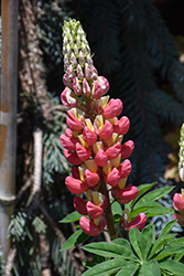 West Country Tequila Flame Lupine (Lupinus 'Tequila Flame') at Valley View Farms