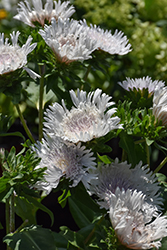 Divinity Aster (Stokesia laevis 'Divinity') at Valley View Farms