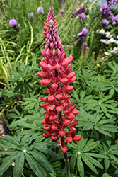 Beefeater Lupine (Lupinus 'Beefeater') at Valley View Farms