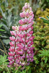 Gallery Pink Bicolor Lupine (Lupinus 'Gallery Pink Bicolor') at Valley View Farms