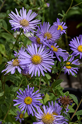 Monch Frikart's Aster (Aster x frikartii 'Monch') at Valley View Farms