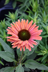 SunSeekers Rainbow Coneflower (Echinacea 'IFECSSRA') at Valley View Farms
